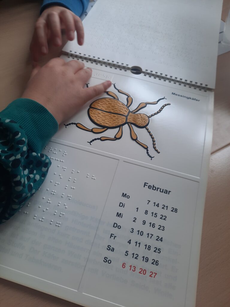 Das Foto zeigt einen kontrastreichen Kalender mit weißem Hintergrund. Im oberen Bereich ist mittig ein dunkelgelber Käfer abgebildet, der schwarz umrandet und taktil hervorgehoben ist. Im unteren Bereich befindet sich die Kalenderdarstellung für den Monat Februar. Alle Wörter und Zahlen sind danebenstehend groß und deutlich in Braille-Schrift dargestellt. Ein Kind ertastet die Braille-Schrift und nutzt ein danebenliegendes Braille-Alphabet als Orientierungshilfe.
